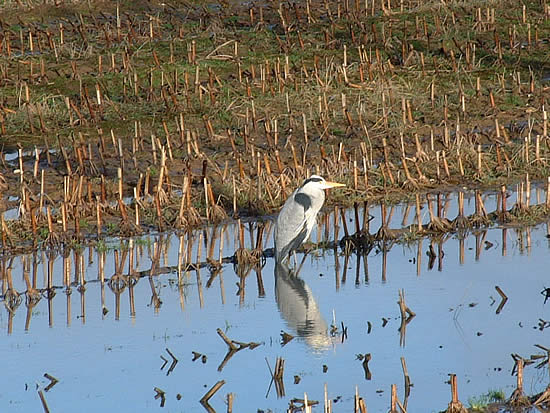 Fischreiher am Niederrhein